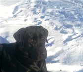 Foto в Домашние животные Вязка собак мальчик 1г.8 мес. черный.с хорошей родословной.привитый. в Челябинске 0