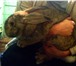 Фотография в Домашние животные Другие животные Продам кроликов крупных пород. Все кролики в Красноярске 1 000