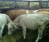 Фото в Домашние животные Другие животные Реализуем бычков Симменталов . Возраст 5-7 в Москве 155