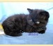 Продаю персидских и экзотических плюшевых котят, окрас калико и черный, рождены 20 декабря 20 69009  фото в Москве