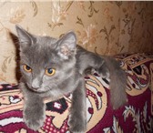 Котенок в добрые руки! 3957977 Домашняя кошка фото в Томске