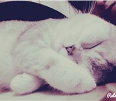 Фото в Домашние животные Вязка Британский прямоухий кот (серебритсая шиншилла) в Уфе 0