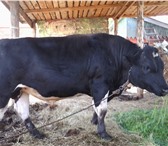 Фотография в Домашние животные Другие животные Продаю племенного быка породы Черно-пестрая, в Барнауле 70 000