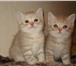 Продаю британских котят от лучших мам и пап очень мягкая и блестящая плюшевая шерстка, Отлично уж 68888  фото в Калининграде