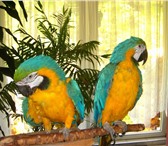 Фотография в Домашние животные Птички Симпатичные, милые и говорить синий и золотой, в Москве 2 500
