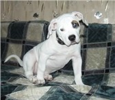 Продам щенка американского бульдога, девочка, 2, 5 месяца, привита, г, Осинники, цена 4000руб, , 67295  фото в Осинники