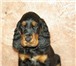 Предлагаем щенков шотландского сеттера (гордона) рожденных 15, 04, 2010 г, от титулованных родителей 65714  фото в Хабаровске