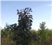 Фотография в Домашние животные Растения Саженцы зкс, окс, липа, рябина, клен остролистный, в Ульяновске 1 000