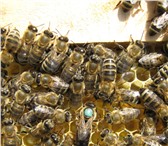 Фотография в Домашние животные Другие животные Выгодные предложения от опытных пчеловодов в Красноярске 3 200