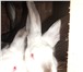 Изображение в Домашние животные Другие животные Кролики породы &quot;великан&quot; самки в Тольятти 1 000