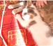 Фотография в Домашние животные Отдам даром отдам два котенка, мальчика. им 1,5 месяца. в Томске 0