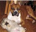 Фото в Домашние животные Вязка собак Титулованный, умный кобель Американского в Сергиев Посаде 0