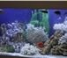 Изображение в Домашние животные Услуги для животных 1.Чистка аквариума, грунта, стекол (внутри в Калуге 3 000