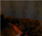 Изображение в Домашние животные Отдам даром Отдам собаку породы Стаффордширский терьер в Чапаевск 0