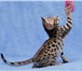 Предлагаем очаровательных элитных Бенгальских котят леопардового окраса лучших американских и европ 69589  фото в Москве