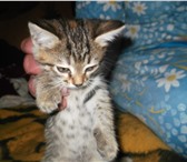 Foto в Домашние животные Отдам даром котята, отдам в добрые руки, возраст 1мес., в Тольятти 0