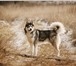 Фотография в Домашние животные Вязка собак Предлагаем для вязки кобеля сибирского хаски, в Туле 0