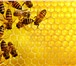 Фотография в Красота и здоровье Товары для здоровья Продаётся мёд с личной пасеки, высокого качества. в Барнауле 330