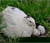 Фотография в Домашние животные Птички Перепелки белые, техасские, бройлерные, 360-370 в Оренбурге 300