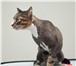 Фото в Домашние животные Услуги для животных Студия груминга Пижон предлагает стрижку, в Хабаровске 0