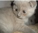 Шотландский котенок 1041657 Скоттиш фолд короткошерстная фото в Зеленоград