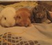 Фото в Домашние животные Другие животные Продаю крольчат породы карликовый вислоухий в Москве 1 500