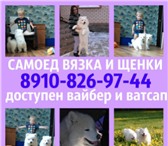 Самоеды женихи для вязки 4983675 Самоедская лайка фото в Костроме