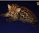 Из питомника котята оцелота, 2473326 Экзотическая короткошерстная фото в Москве