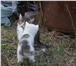 Изображение в Домашние животные Отдам даром Спасаем кошачью семью: кошку-трехцветку-крысоловку в Белгороде 0