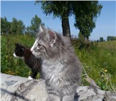 Продам котят породы Норвежская Лесная 203204  фото в Новосибирске