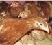 Foto в Домашние животные Птички Фермерское хозяйство каждый год в весенний в Москве 550