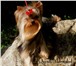 Йоркширского терьера щенки , племенной питомник 4971498 Йоркширский терьер фото в Екатеринбурге