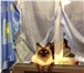 Foto в Домашние животные Вязка Опыт вязки имеется, порода сиамский(тайский, в Челябинске 0