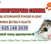 Foto в Домашние животные Услуги для животных Ветеринарная помощь на дому и в клиниках. в Москве 500