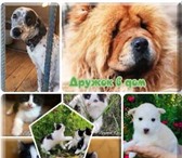 Фотография в Домашние животные Отдам даром "Дружок в дом" предлагает собак и щенков в Москве 0