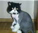 Фото в Домашние животные Услуги для животных Опытный парикмахер приедет к Вам на дом (Строгино, в Москве 1 200