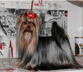 Фото в Домашние животные Вязка собак Красивый мальчик йорк приглашает на вязку в Москве 6 000