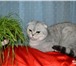 Изображение в Домашние животные Вязка Шотландский вислоухий котик приглашает на в Подольске 2 000