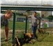 Foto в Домашние животные Услуги для животных Кинологический центр "Анубис" предлагает в Видном 800