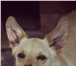 Фото в  Отдам даром-приму в дар Молли, небольшая собачка примерно 2-х лет, в Саратове 0