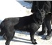 Фото в Домашние животные Вязка собак кабель немецкая овчарка 5 лет с документами в Аткарск 0