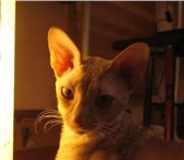 Имя: Лилу Дата рождения: 28, 07, 09 Порода: корниш-рекс Цвет: беж Красивая, племенная кошечка ищ 69465  фото в Москве