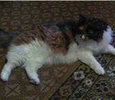 Foto в Домашние животные Отдам даром Отдам в добрые руки трехцветную кошку. Возраст в Тюмени 0