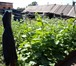 Фото в Недвижимость Продажа домов продам ухоженный домик вода в доме.кочегарка.отдельный в Красноярске 1 870 000