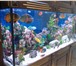 Foto в Домашние животные Услуги для животных Обслуживание аквариумов в Сочи (тропическая в Сочи 0