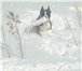 Фотография в Домашние животные Вязка собак Красивый немецкий боксер Алмадинакс Цейлонт в Красноярске 1 000