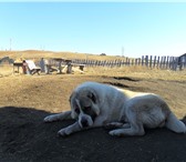 Фото в Домашние животные Вязка собак Ищем подругу для первой вязки, 1 год 9 мес. в Красноярске 1
