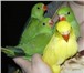Фотография в Домашние животные Птички Продаються молодые ожереловые говорящщие в Старом Осколе 7 000