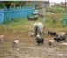 Изображение в Домашние животные Другие животные Продаю прекрасных поросят породы вьетнамские в Ульяновске 3 000