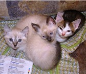 Изображение в Домашние животные Отдам даром Три маленьких красивых игривых котёнка (два в Чебоксарах 1
